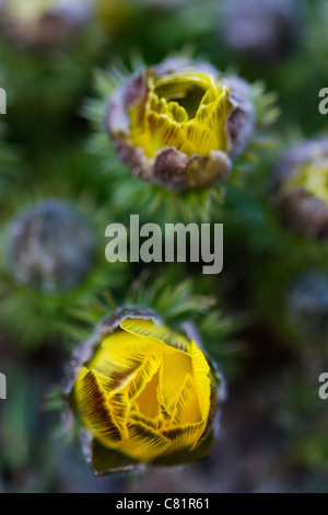 Fleur jaune Pheasant's eye (Adonis vernalis) au printemps. Banque D'Images