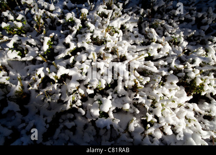 Automne première neige couvrant des plantes de vachette ( Vaccinium vitis-idaea ) , Finlande Banque D'Images