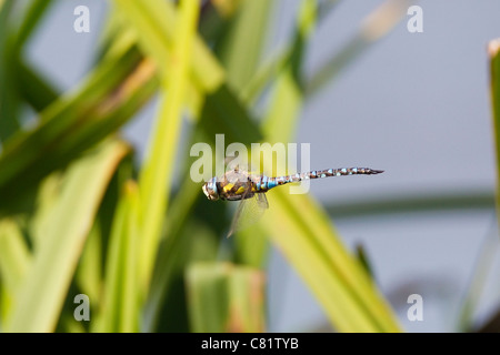 Hawker migrants dragonfly Aesha mixta planant au-dessus des roseaux, London, UK, automne Banque D'Images