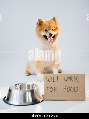 Chien Pomeranian suivant pour signer Travail contre nourriture Banque D'Images