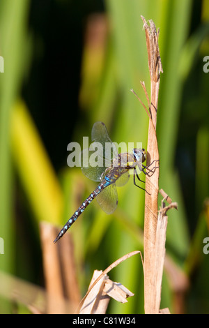 Hawker migrants dragonfly Aesha mixta, London, UK, automne Banque D'Images