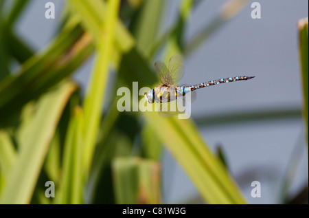 Hawker migrants dragonfly Aesha mixta planant au-dessus des roseaux, London, UK, automne Banque D'Images