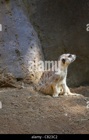 Un meerkat à off pour le désert. Banque D'Images