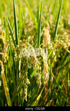 Champs de riz céréales pointes avec macro closeup Banque D'Images