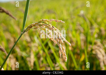 Champs de riz céréales pointes avec macro closeup Banque D'Images