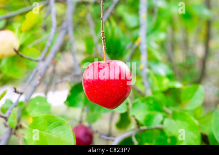 Red Apple hanging from tree branch in farm field Banque D'Images