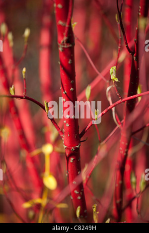 Cornus alba Sibirica Banque D'Images