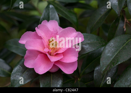 Camellia x williamsii 'Phyl Doak' Banque D'Images