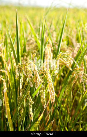 Champs de riz céréales pointes avec macro closeup Banque D'Images