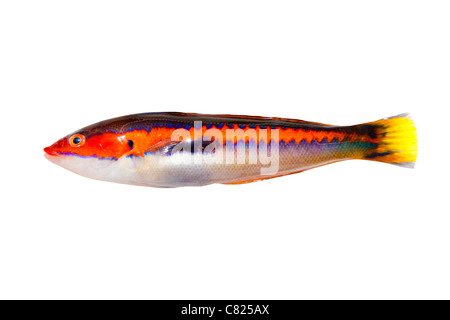 Coris julis undulatus Arc-en-ciel de poissons de Méditerranée isolated on white Banque D'Images