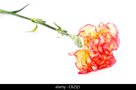 Seul oeillet rose et jaune isolated on white Banque D'Images