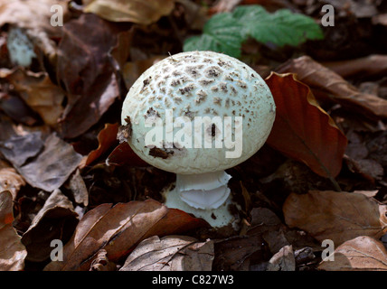 Faux Deathcap, champignon Amanita citrina, Amanitaceae. En bois de hêtre. Banque D'Images