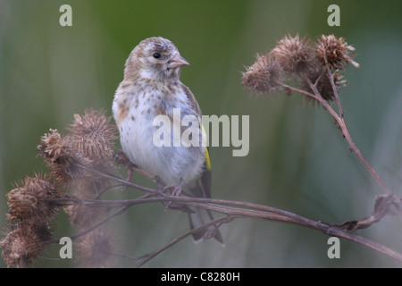 Juvenile Chardonneret (Carduelis carduelis). L'Europe Banque D'Images