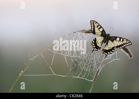 Papillon machaon (Papilio machaon) se percher sur une tige d'herbe avec d'araignée araignée, couverts d'ici le début de la rosée du matin. L'Europe Banque D'Images