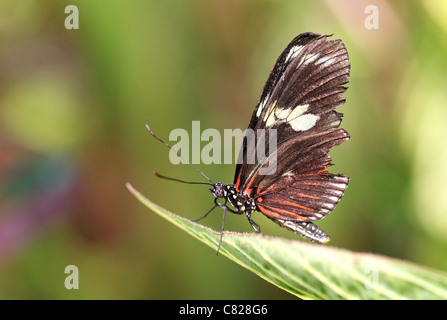 Tiger Longwing avec aile déchirée en appui sur une feuille Banque D'Images