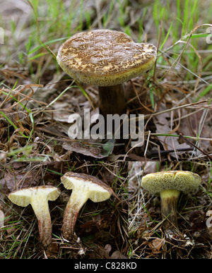 Sepia Bolet, Boletus porosporus, Boletaceae. Trois Image Composite. Banque D'Images