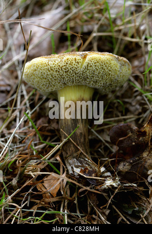 Sepia Bolet, Boletus porosporus, Boletaceae Banque D'Images