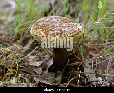 Sepia Bolet, Boletus porosporus, Boletaceae Banque D'Images