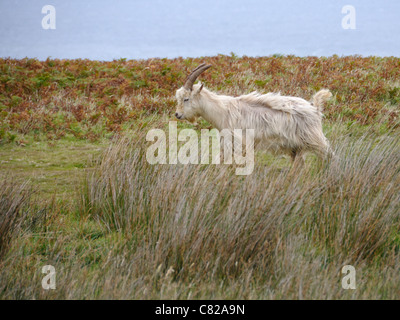 Un homme chèvre férale ( Capra aegagrus hircus ) géant à travers Lundy Island Banque D'Images