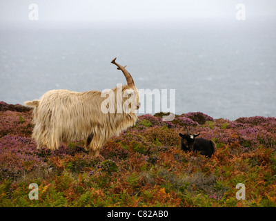 Un homme chèvre férale ( Capra aegagrus hircus ) monte la garde sur sa compagne choisie Banque D'Images