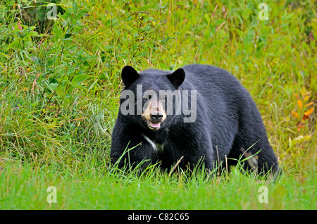 Un ours noir adultes sauvages balade le long du bord 0f une prairie d'été remplie d'herbe verte Banque D'Images