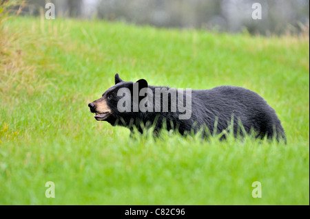 Un ours noir sauvage marcher dans l'herbe d'un vert profond Banque D'Images