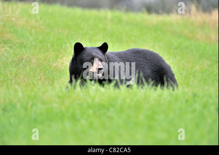 La vue latérale d'un adulte l'ours noir dans un pré d'herbe verte. Banque D'Images