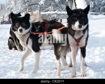 Traîneau à chiens de race husky Chukchi debout sur la neige Banque D'Images