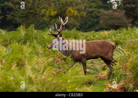 Un jeune cerf en patrouille dans la région de Bushy Park. Banque D'Images