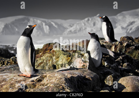 Trois pingouins rêver assis sur un rocher, montagnes en arrière-plan Banque D'Images