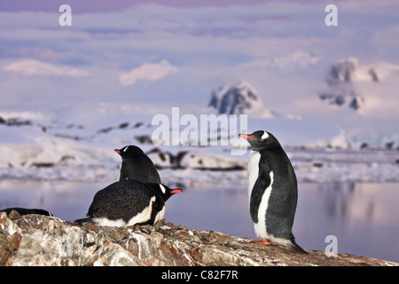 Debout sur une montagne de pingouins dans l'Antarctique Banque D'Images