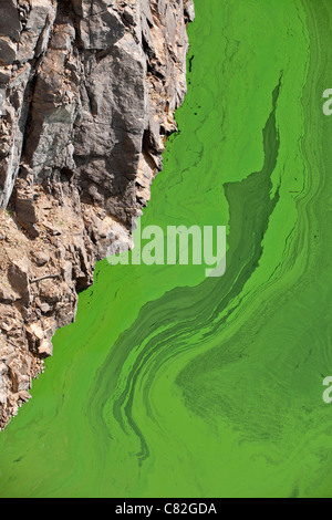 Les cyanobactéries ou algues bleu-vert", qui se développent à la surface d'une rivière à débit lent, à l'été (Puy-de-Dôme - France). Banque D'Images