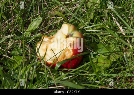 À moitié mangé rotten apple Banque D'Images