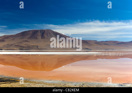 La magnifique lagune Laguna Colorada (rouge) dans l'Altiplano bolivien Banque D'Images