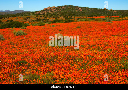 Floraison de marguerites Namaqualand dans le Skilpad Wild Flower, réserve de parc national Namaqua, Namakwaland, Afrique du Sud Banque D'Images