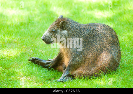 Desmarest, Capromys pilorides Hutia de Cuba (Hutia) Banque D'Images