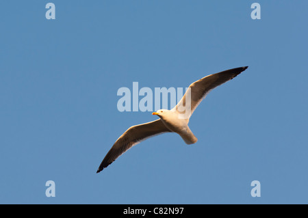 Un goéland argenté (Larus argentatus) battant au Royaume-Uni Banque D'Images