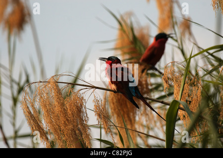 Carmine Guêpiers (Merops nubicoides) dans le Delta de l'Okavango, au Botswana. Banque D'Images