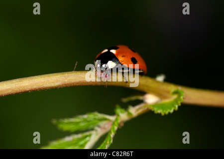 Ladybird manger un puceron Banque D'Images