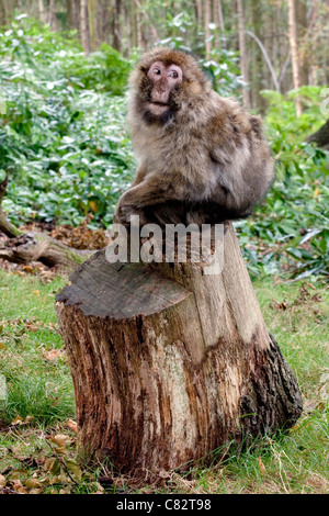 Singe dans Trentham Gardens, UK Banque D'Images