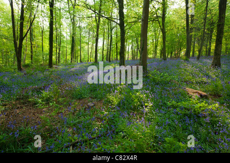 Photographie d'une forêt bluebell sur les collines de Quantock, Somerset, UK Banque D'Images