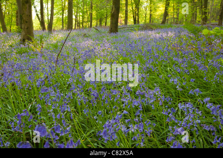 Photographie d'une forêt bluebell sur les collines de Quantock, Somerset, UK Banque D'Images