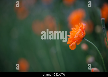 Dans un champ de pavot Orange abattu avec une faible profondeur de champ de brouiller les autres coquelicots dans le domaine Banque D'Images