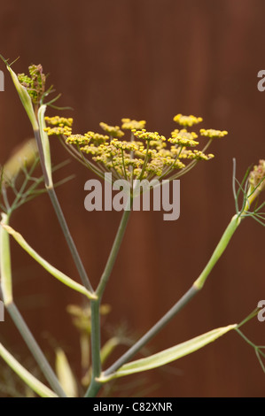 Fenouil Bronze, Foeniculum vulgare 'Purpureum', en fleurs Banque D'Images