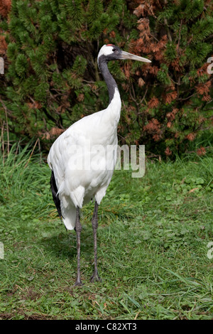 À couronne rouge, Japonais ou grue de Mandchourie (Grus japonensis). Des profils. Banque D'Images