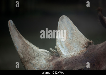 Le Rhinocéros noir (Diceros bicornis). Deux cornes sur la tête d'un animal vivant. Banque D'Images