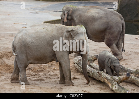 Les éléphants indiens ou d'Asie (Elephas maximus). Vaches, veaux, trouver cachés parmi les aliments keeper tree logs. L'enrichissement de l'environnement. Banque D'Images