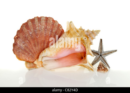 Les coquillages et une étoile de mer séchée avec des ombres douces et des réflexions sur un fond blanc. Banque D'Images