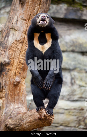 L'ours malais ou Sun (Helarctos malayanus). Debout sur ses pattes sur une branche d'arbre. Banque D'Images