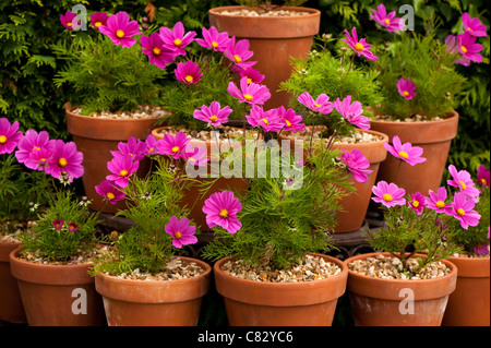 Pots de Cosmos Bipinnatus Sonata' rose en fleur Banque D'Images